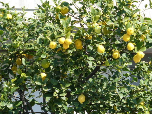 Лимон (Lemon)